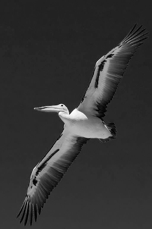 Pelican-bw