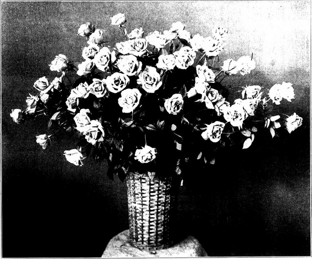 roses-florists weekly