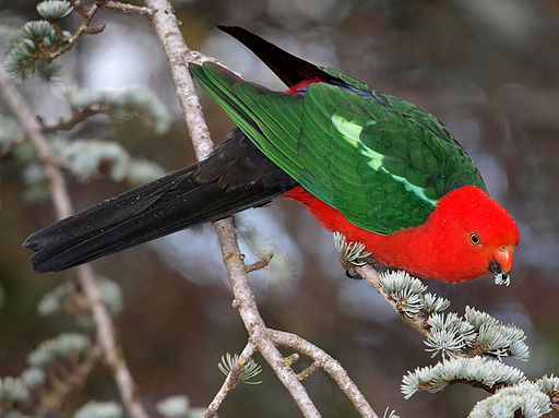 512px-Alisterus_scapularis_-Commonwealth_Park,_Canberra,_Australia_-male-8