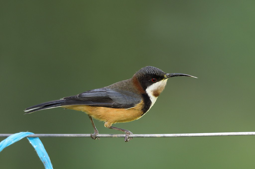 eastern-spinebill.jpg
