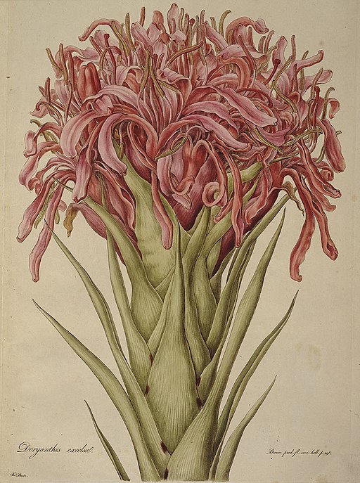 Gymea Lily_(Illustrationes_Florae_Novae_Hollandiae_plate_13)