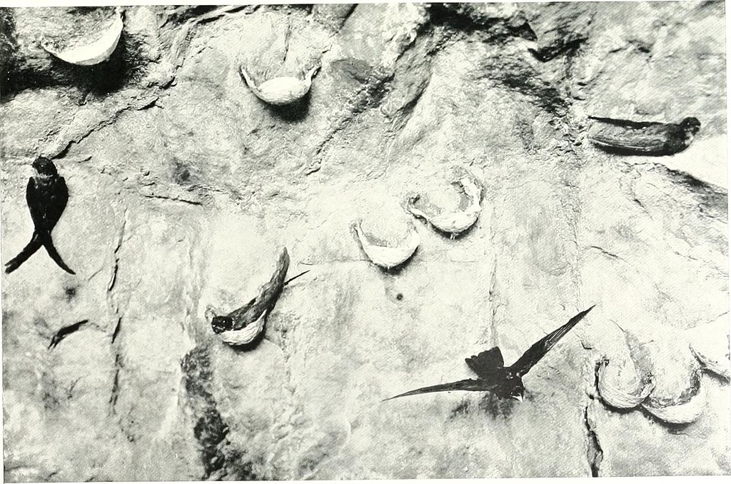 Guide_to_the_gallery_of_birds_in_the_Department_of_Zoology_of_the_British_Museum_(Natural_History)_(1905)_(14564750559)