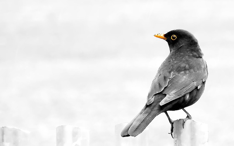 6326216623_2127f5cf5a_c